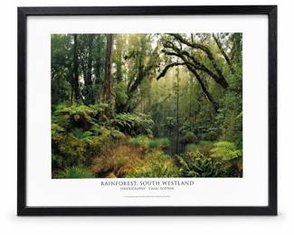 Craig Potton “Rainforest, South Westland” Framed Photographic Print