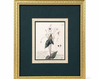 Framed Mirabilis longiflora Botanical Illustration