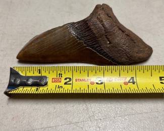 Megalodon Fossil Shark Tooth, 5 Inches (4/4)