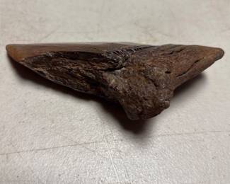 Megalodon Fossil Shark Tooth, 5 Inches (3/4)