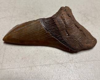 Megalodon Fossil Shark Tooth, 5 Inches (2/4)