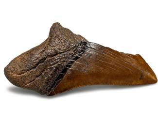 Megalodon Fossil Shark Tooth, 5 Inches
