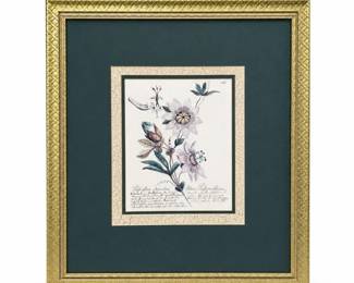Paragon Picture Gallery Botanicals I Framed Passionflower Botanical, Item 1822