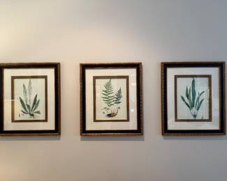 Set of three framed Botanicals. 27 3/4 x 24. One frame has a nick. Price - $100.00