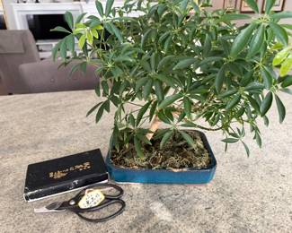 Real Brussels Bonzai tree and pruning scissors. Price - $16.00