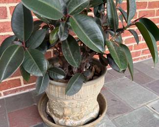 Rubber Tree Plant