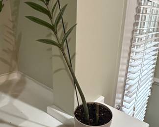 Zamioculcas zamiifolia ZZ Plant B