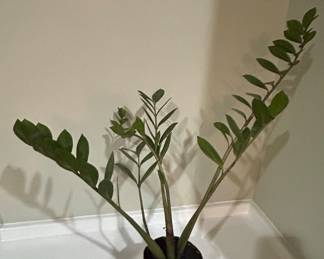 Zamioculcas zamiifolia ZZ Plant C