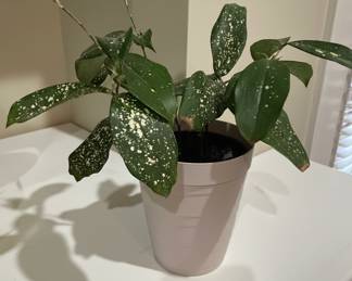 Dracaena surculosa Florida Beauty second image