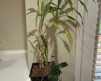 Lucky Bamboo and Phalaenopsis Orchid Arrangement