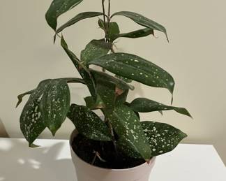 Dracaena surculosa Florida Beauty