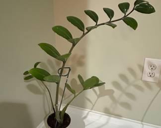Zamioculcas zamiifolia ZZ Plant
