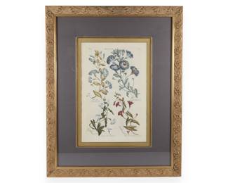 Hand-Colored Botanical Bindweed Engraving