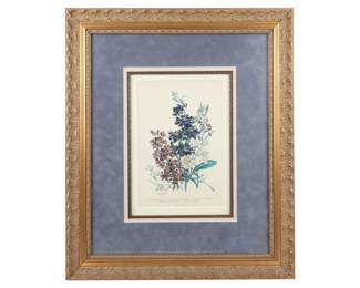 Day and Haghe Hand Colored Botanical Lithograph Plate 11