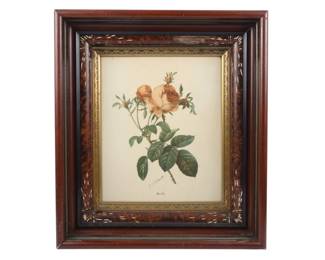 P. J. Redoute Framed Botanical Print Moss Rose
