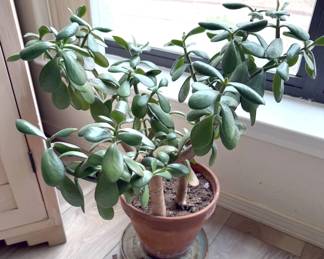 Live potted plants