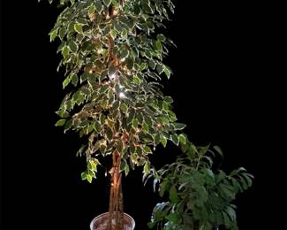 Two Faux Plants 77 Ficus Tree And 40 Fishtail Palm