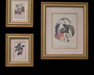 Vintage Framed Botanical Fruit Prints