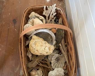 Basket of shells and fossils