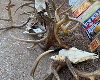 Horns