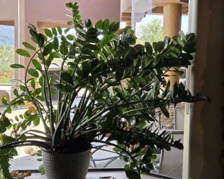 Live ZZ Plant