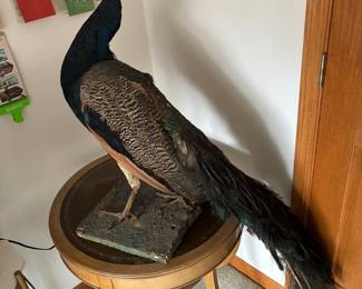 pheasant taxidermy