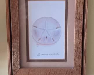 Christie Sand Dollar Limited Edition Print