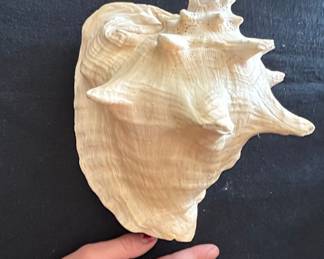 Large Queen Conch Shell