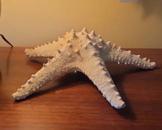 Taxidermy Knobby Starfish Specimen