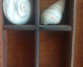 Collection of Three Natural Seashell Specimens, including Liguus Virgineus