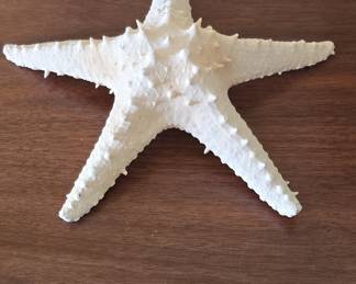 Natural Dried Knobby Starfish