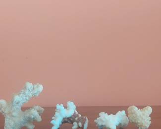 Natural White Branch Coral Specimens