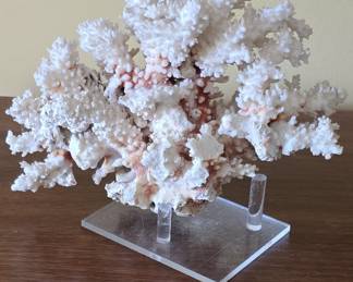 Natural White Branch Coral Specimen on Acrylic Stand