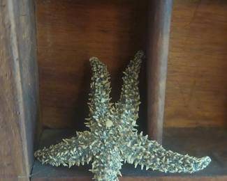 Dried Sea Star Specimen