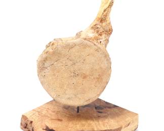 Lot 271 Mounted Fossil Vertebra Specimen