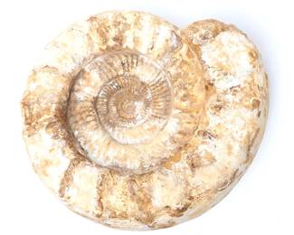 Lot 274 Large Ammonite Fossil