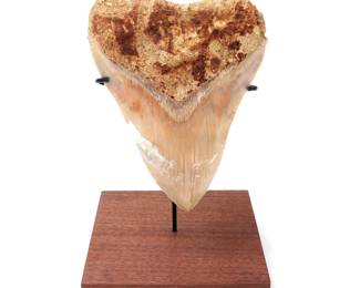 Lot 272 Mounted Fossil Megalodon Tooth