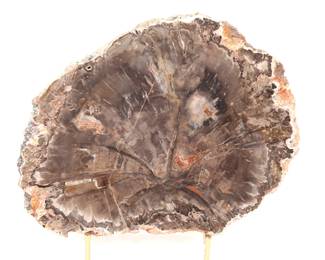 Lot 265 Dark Brown Petrified Wood Slab with Stand