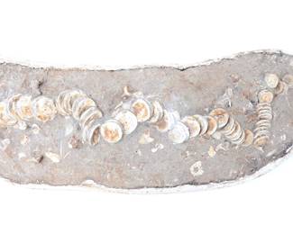 Lot 275 Handsome Ichthyosaur Tail Fossil in Matrix