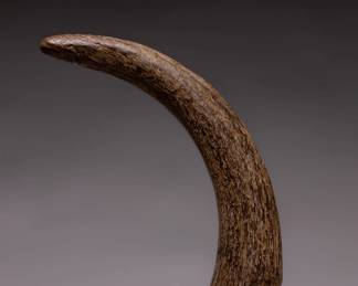 Lot 276 Ancient Fossilized Horn
