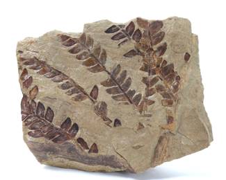 Lot 273 Carboniferous Neuropteris Seed Fern Fossil