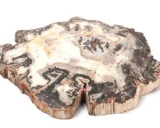 Lot 266 Black White Petrified Wood Slab