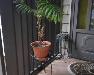 Plants