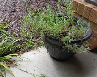 Plants
