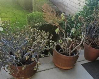 Many potted plants