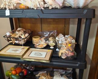 Shells galore!!