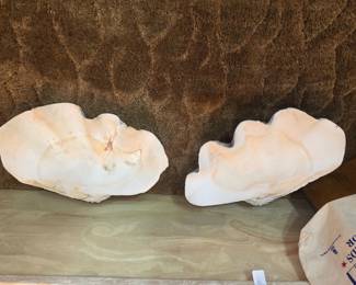 Giant shells!!