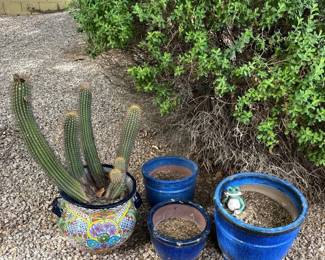 Flower Pots And Cactus