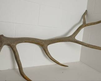 Natural Elk Antler Shed