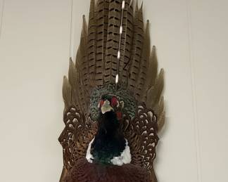 Ring-Necked Pheasant Taxidermy Wall Mount